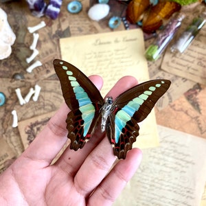 Graphium sarpedon, REAL Bluebottle BUTTERFLY image 2