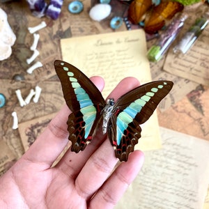 Graphium sarpedon, REAL Bluebottle BUTTERFLY imagem 2