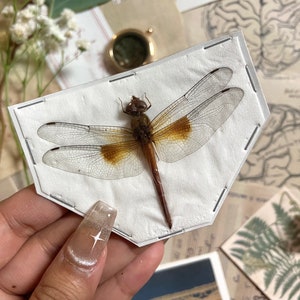 Coral-tailed cloudwing Dragonfly, Tholymis tillarga, Real Dragonfly, Spread and ready for your projects, Insect, Taxidermy, Insect art image 2