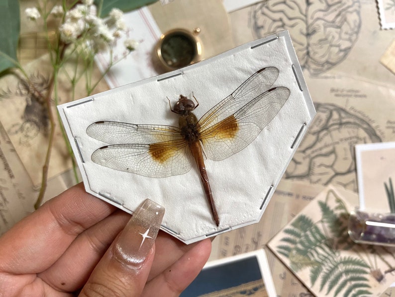 Coral-tailed cloudwing Dragonfly, Tholymis tillarga, Real Dragonfly, Spread and ready for your projects, Insect, Taxidermy, Insect art image 2