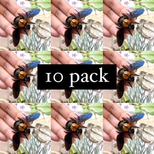 LOT of 10 WHOLSALE Black and gold Bee, Xylocopa confusa, Real bee, Bumble bee, Yellow bee, Bee specimen