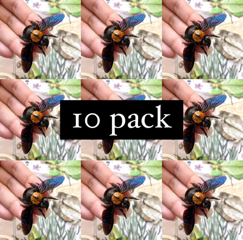 LOT of 10 WHOLSALE Black and gold Bee, Xylocopa confusa, Real bee, Bumble bee, Yellow bee, Bee specimen image 1