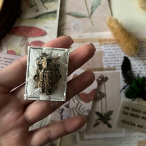 Real Thorny Weevil Beetle, Giant Armored Beetle, Rhytidophloeus Rothschildi, Unmounted beetle, Entomology, Insect art, Real insect, Weevil