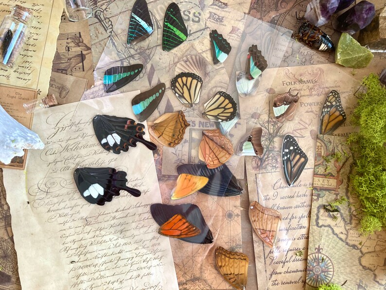 Laminated Sheets of Real Butterfly Wings, Real Butterfly Wings, Resin Art, Wing Art image 3