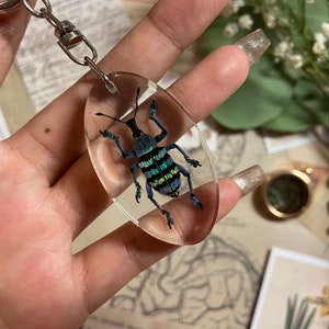 Blue Weevil Beetle Keychain, Eupholus Magnificus, Resin Decor, Beetle ...