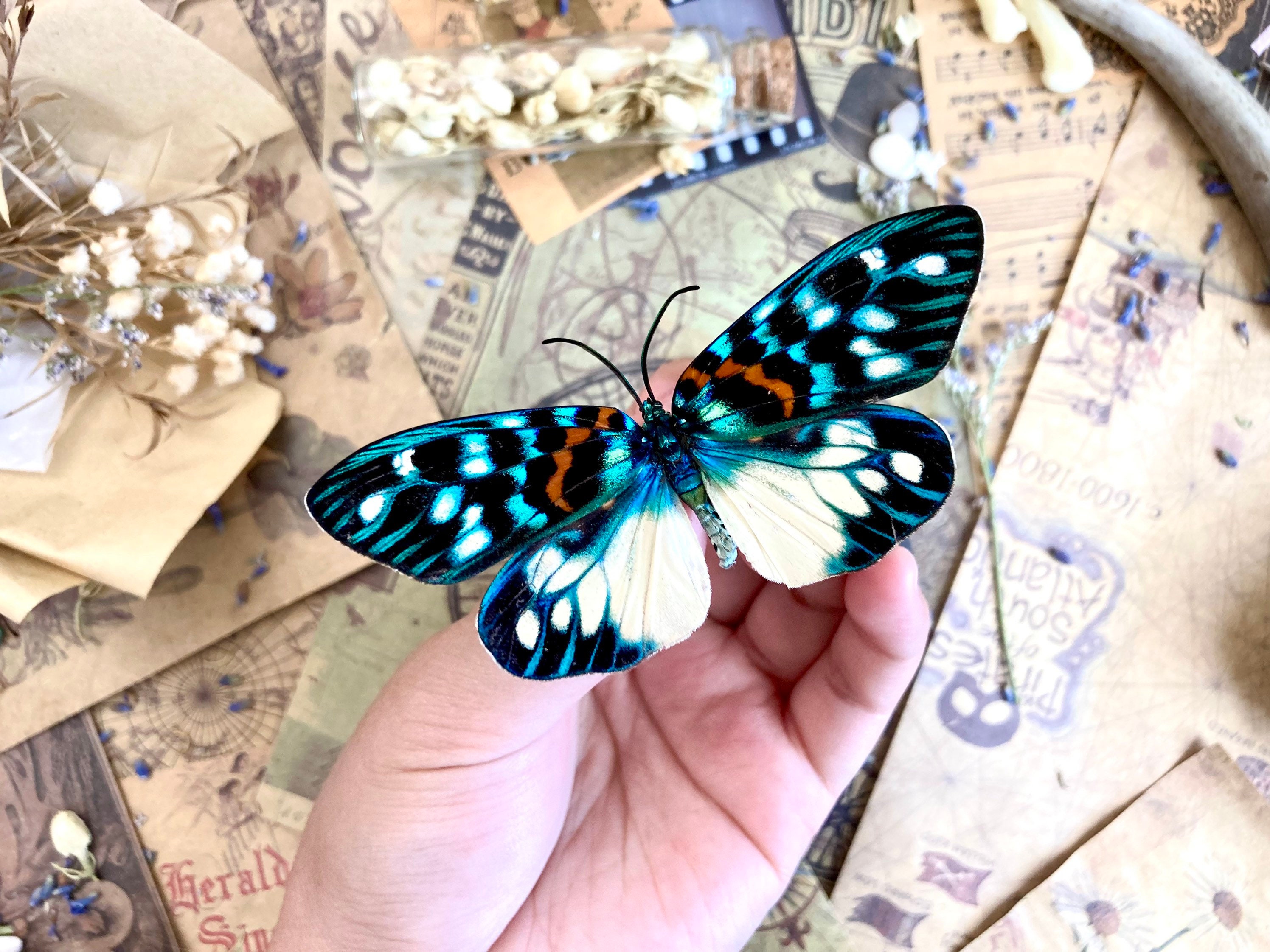 Erasmia pulchera Real Moths, Spread for your project or laminated or …