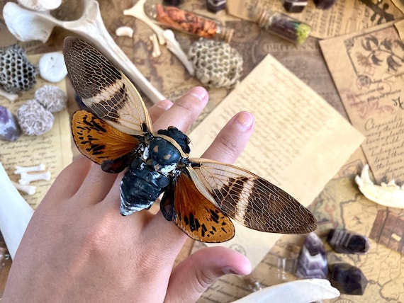 CLEARANCE SALE Agamiana Floridula, large cicada, Entomology, Real insect, Spread ready for your projects OVERSTOCK