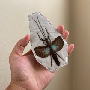 Spread Orthomeria Versicolor, Real Stick insect, Entomology, Blue Winged Stick Insect, Orthomeria superba