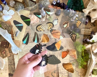 Laminated Sheets of Real Butterfly Wings, Real Butterfly Wings, Resin Art, Wing Art