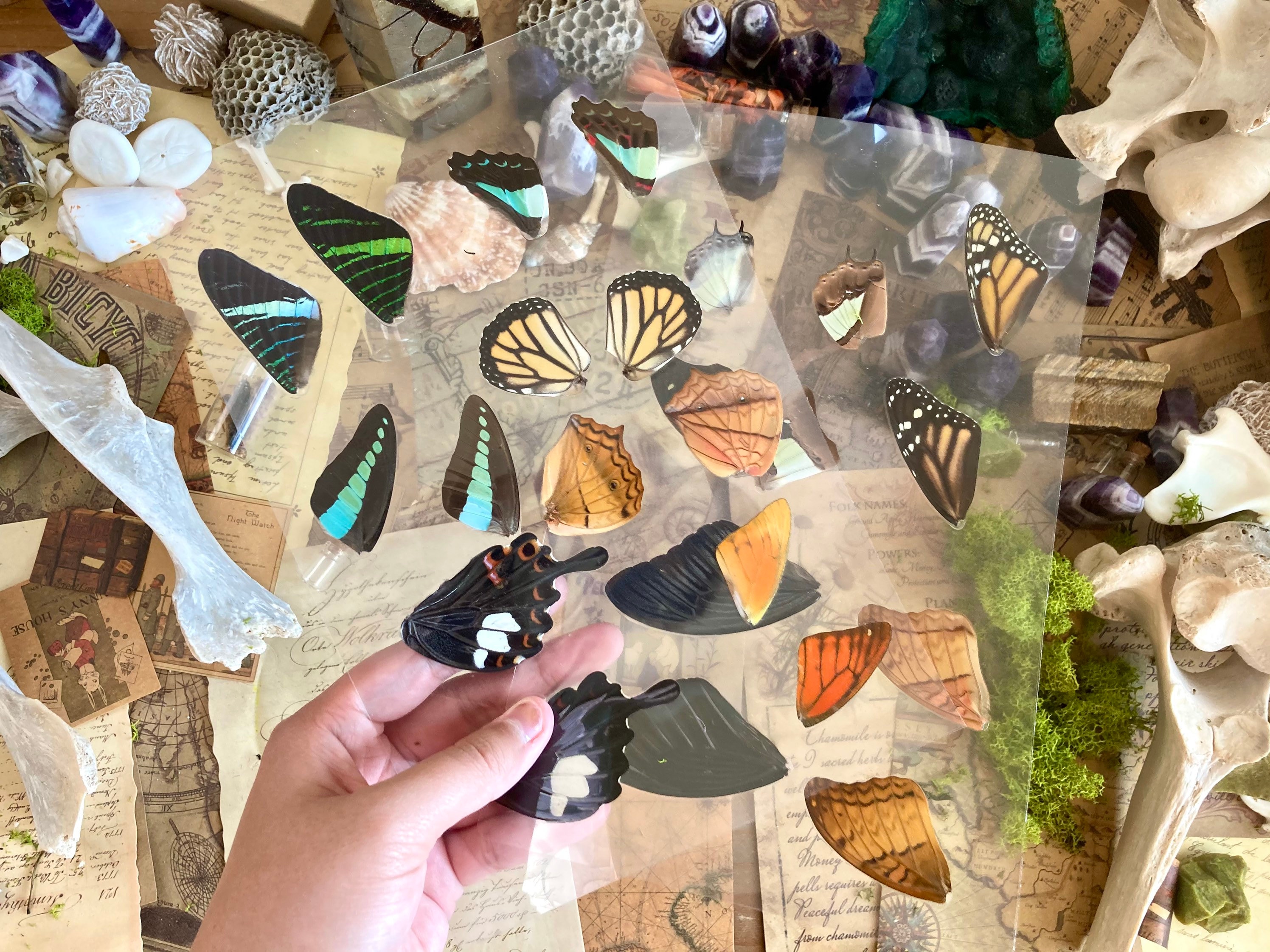Laminated Sheets of Real Butterfly Wings Real Butterfly Etsy