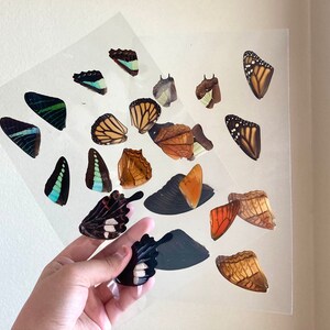 Laminated Sheets of Real Butterfly Wings, Real Butterfly Wings, Resin Art, Wing Art image 2