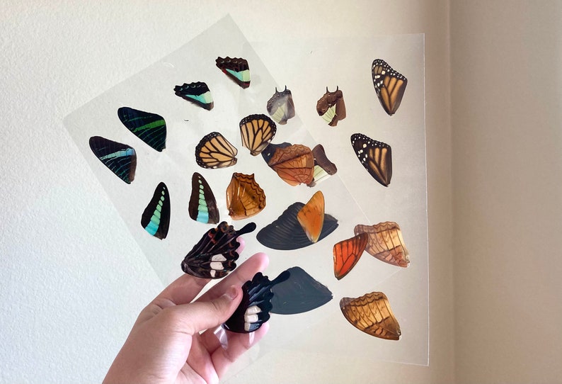 Laminated Sheets of Real Butterfly Wings, Real Butterfly Wings, Resin Art, Wing Art image 2