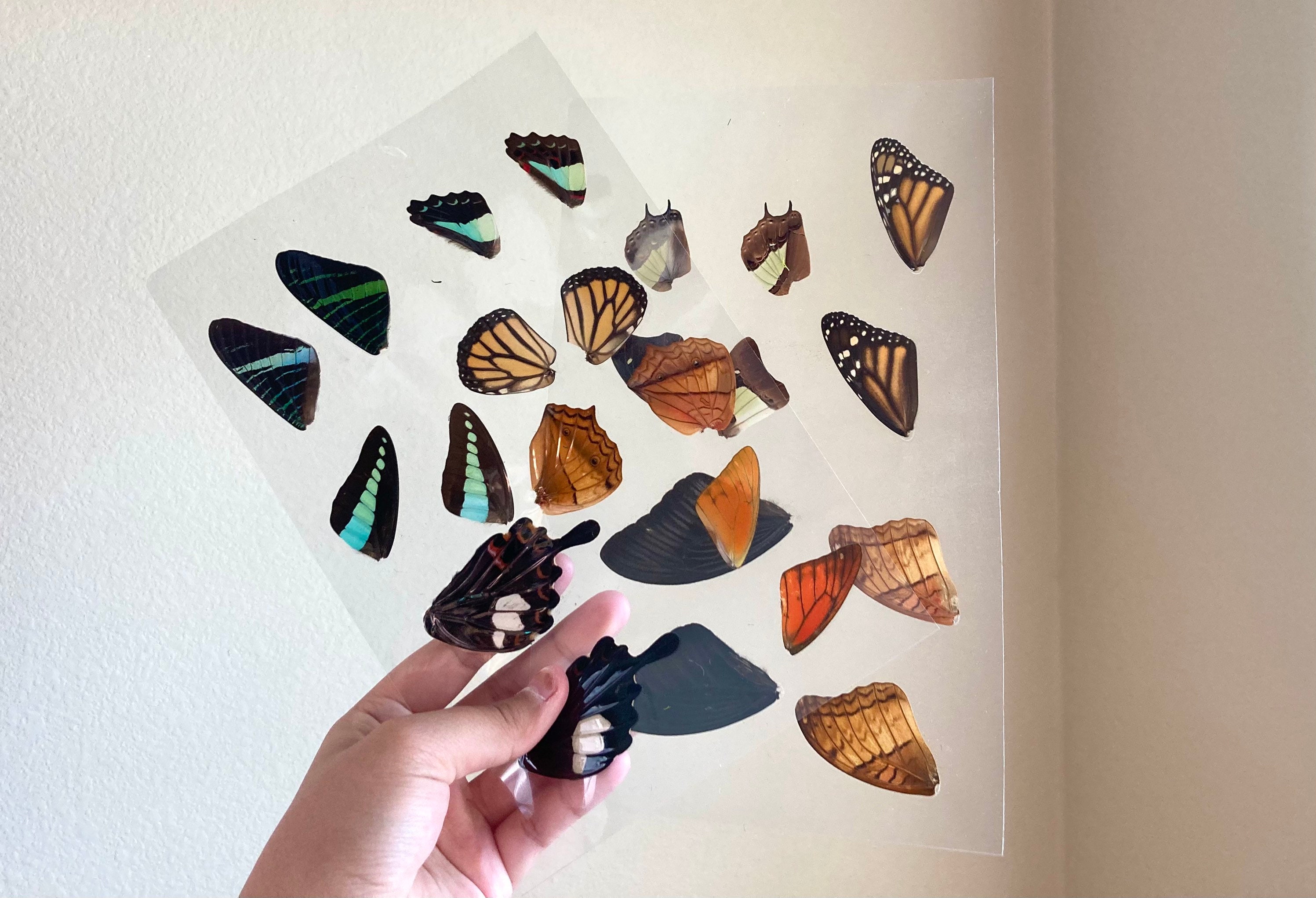 Laminated Sheets of Real Butterfly Wings Real Butterfly Etsy