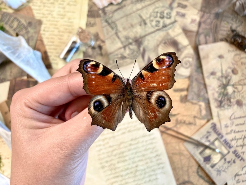 May include: A detailed image of a butterfly, showcasing brown, black, and orange wings with eye-shaped patterns. The butterfly is set against a backdrop of vintage paper and ephemera.