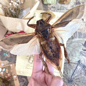 Lethocerus indicus, Spread and Ready to Mount, Giant water bugs