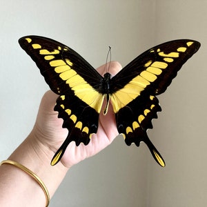 Papilio thoas, King Swallowtail, Yellow Black Butterfly, Peru, Lepidoptera, Large butterfly, Entomology, insect art