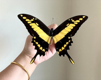 Papilio thoas, King Swallowtail, Yellow Black Butterfly, Peru, Lepidoptera, Large butterfly, Entomology, insect art