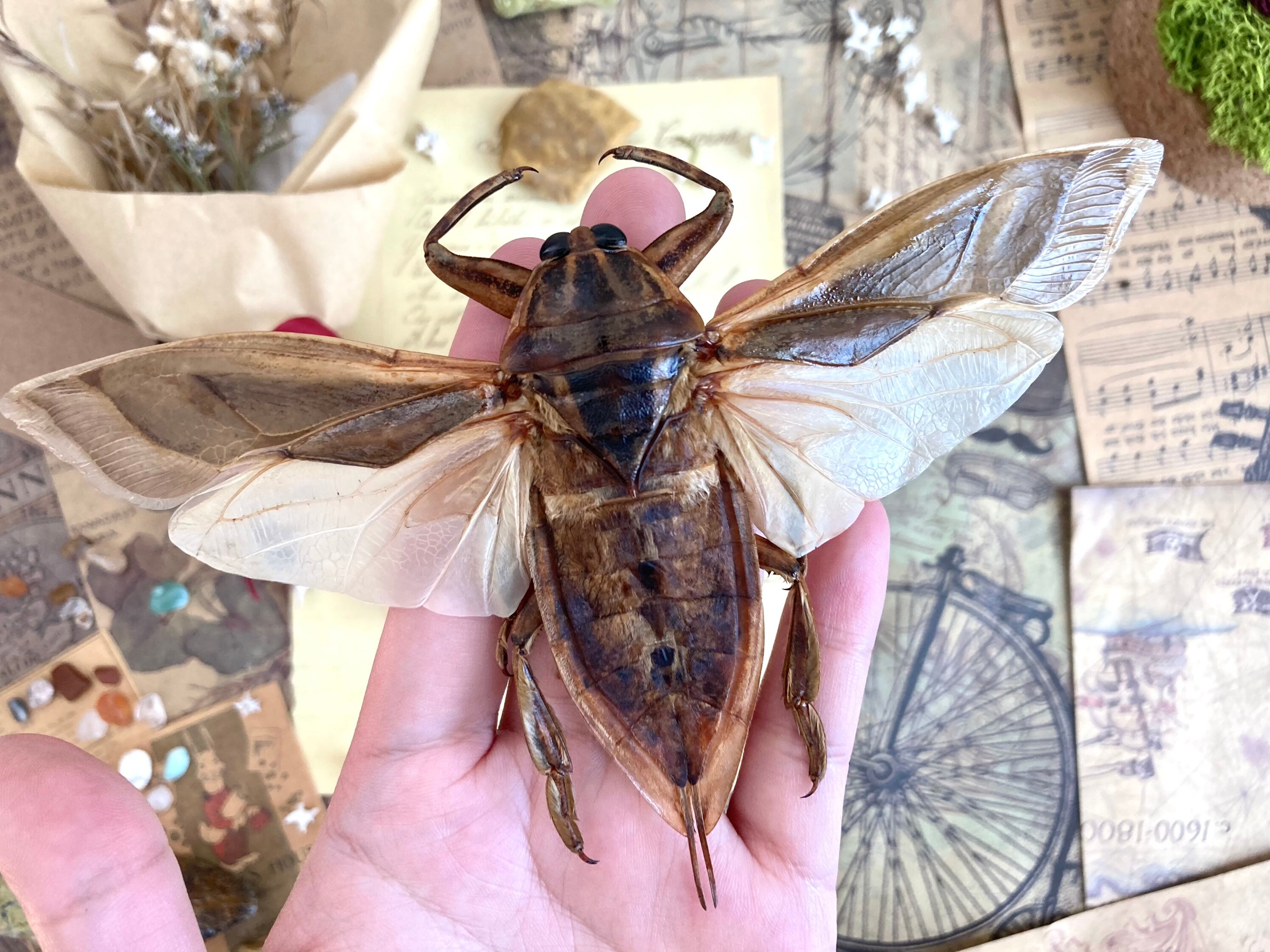Lethocerus Indicus, Spread and Ready to Mount, Giant Water Bugs 