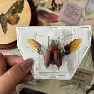 Spread Red Flower Beetle, Torynorrhina Flammea, Entomology, Real beetle, Beetle Art, Real insect, Insect art, Littlelaurenarts, Science