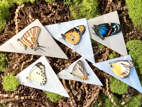 Complete Butterfly Mounting Kit Butterfly Moth Spreading and