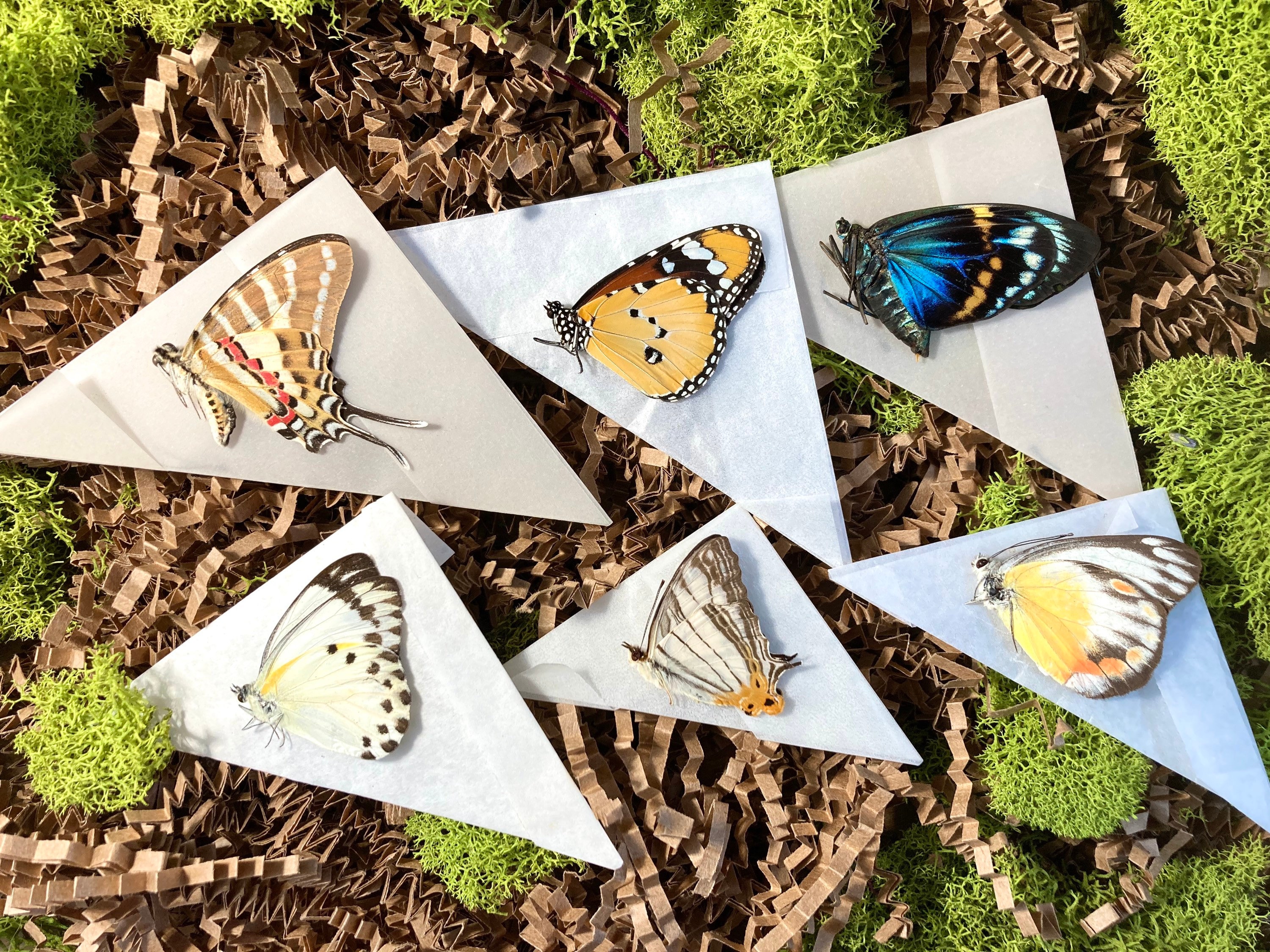 Complete Butterfly Mounting Kit Butterfly & Moth Spreading Etsy