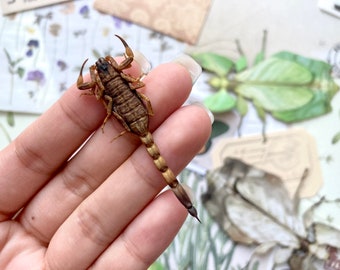 Buthus martensi, Small Scorpions, arachnids, entomology, Gold scorpions