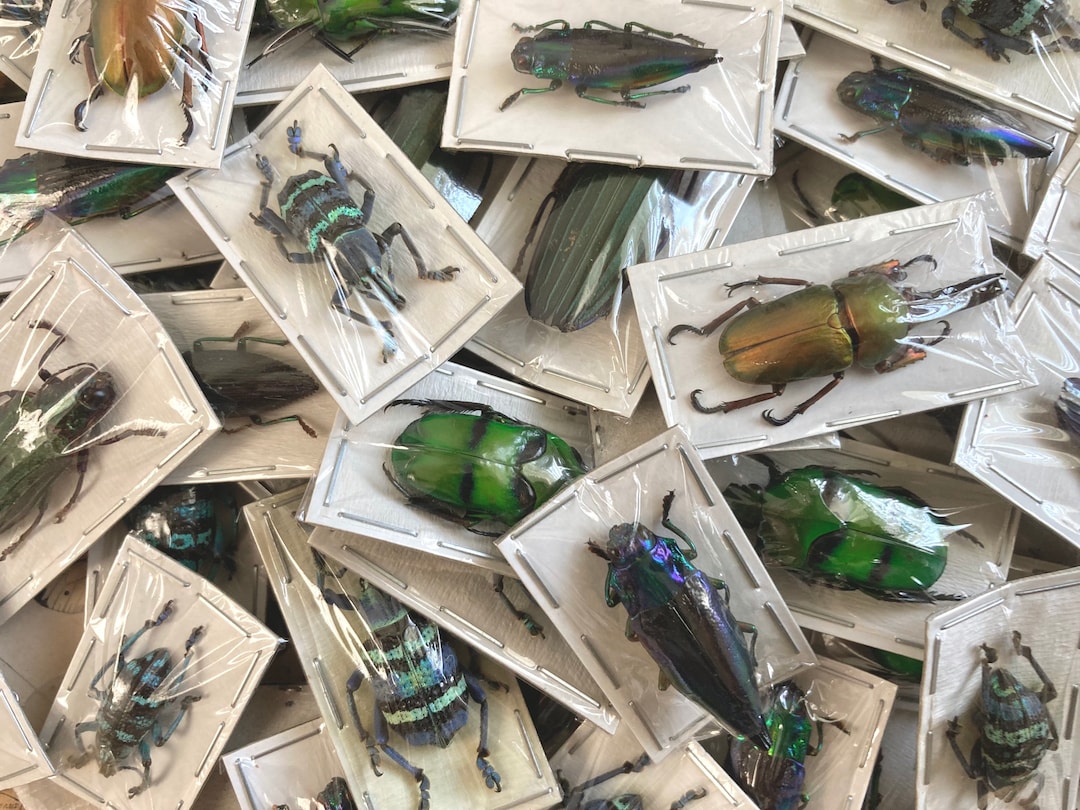 Mixed Real Beetles, Package of 5, Pack of Mixed Beetles, Entomology, Collectable insect