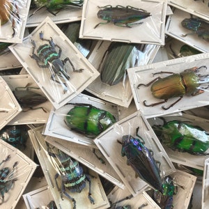 Mixed Real Beetles, Package of 5, Pack of Mixed Beetles, Entomology, Collectable insect