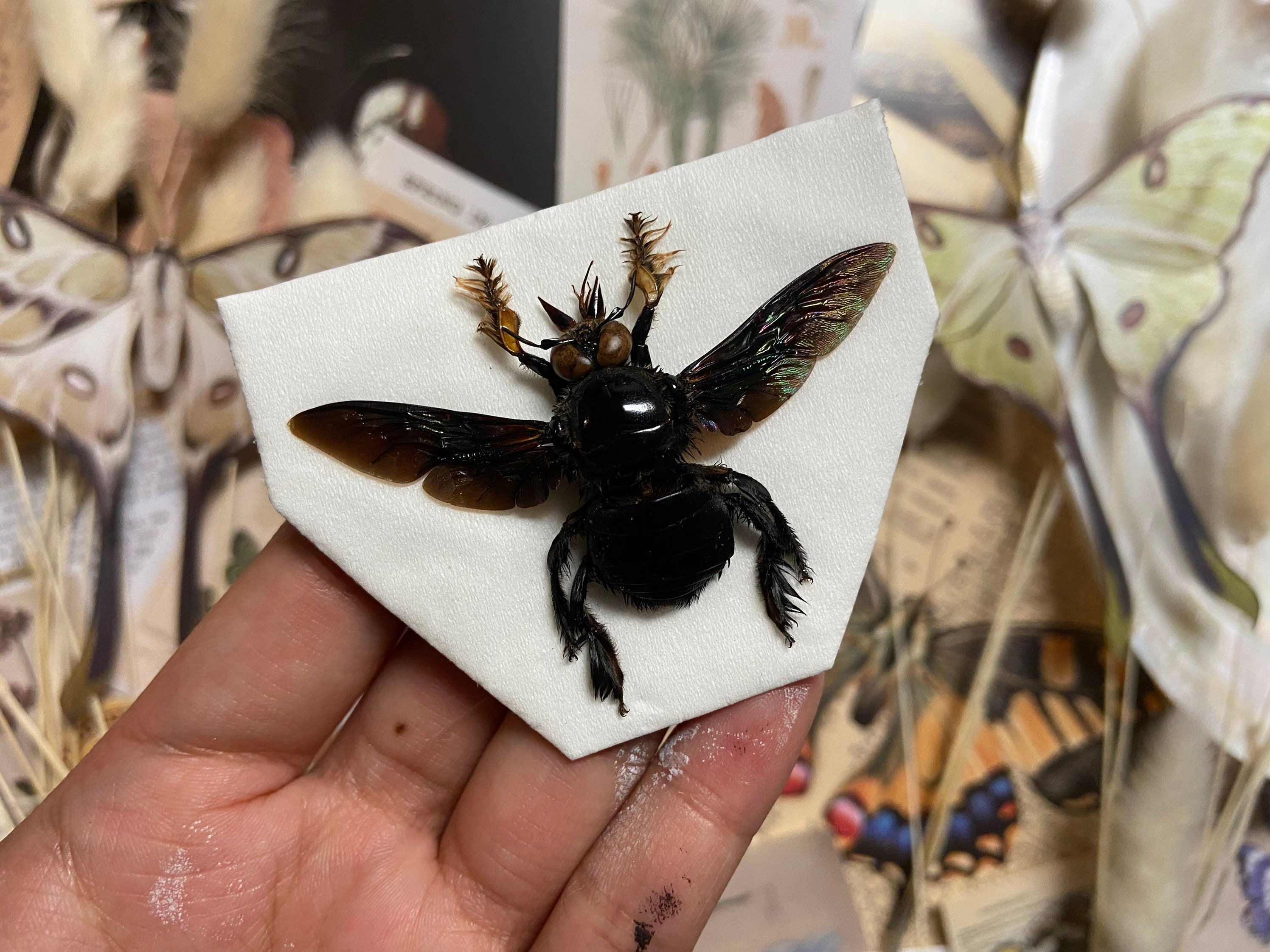 Male Tropical Carpenter Bee, Xylocopa Latipes, Black Bee, Bee