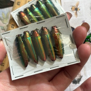 May include: A collection of six iridescent green and copper beetles pinned to a white card with a clear plastic cover. The beetles are arranged in a row, with their heads facing the same direction.