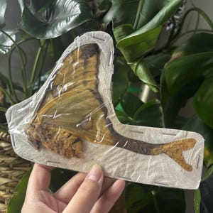 Madagascan moon moth, Argema Mittrei Female,  Insect specimen, Butterfly, Insect collection, Moth, Insect art, Entomolofy, Real insect