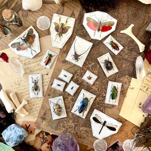 5 Mystery Insects - Entomology - Oddities - Specimen