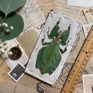 LARGEST of the world Phyllium giganteum, Real GIANT leaf insect, Entomology, Leaf bug, big leaf bug, spread leaf bug, real insect image 2