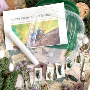 Complete Beetle Mounting Kit - Beetle Spreading and Pinning Kit (Specimen + Pins + Tools + Instructions Included PDF)
