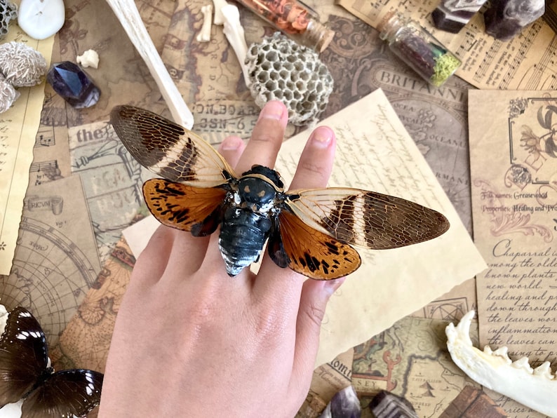 Puede incluir: Primer plano de un insecto cigarra conservado con alas marrones, blancas y naranjas. La cigarra est&aacute; montada en un dedo, con un fondo de papel viejo y otros objetos.