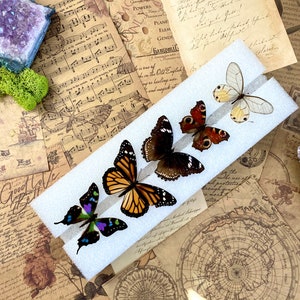 Butterfly Setting Mounting Tools, Entomology Taxidermy Equipment