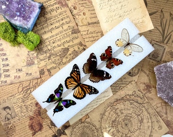 Butterfly Mounting - Spreading Board - Insect Pinning Board - Entomology - Pin Your Own Insects (no butterflies included, just the board)