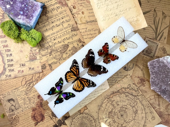 Butterfly Mounting Spreading Board Insect Pinning Board Entomology Pin Your Own Insects no Butterflies Included Just the Board Etsy