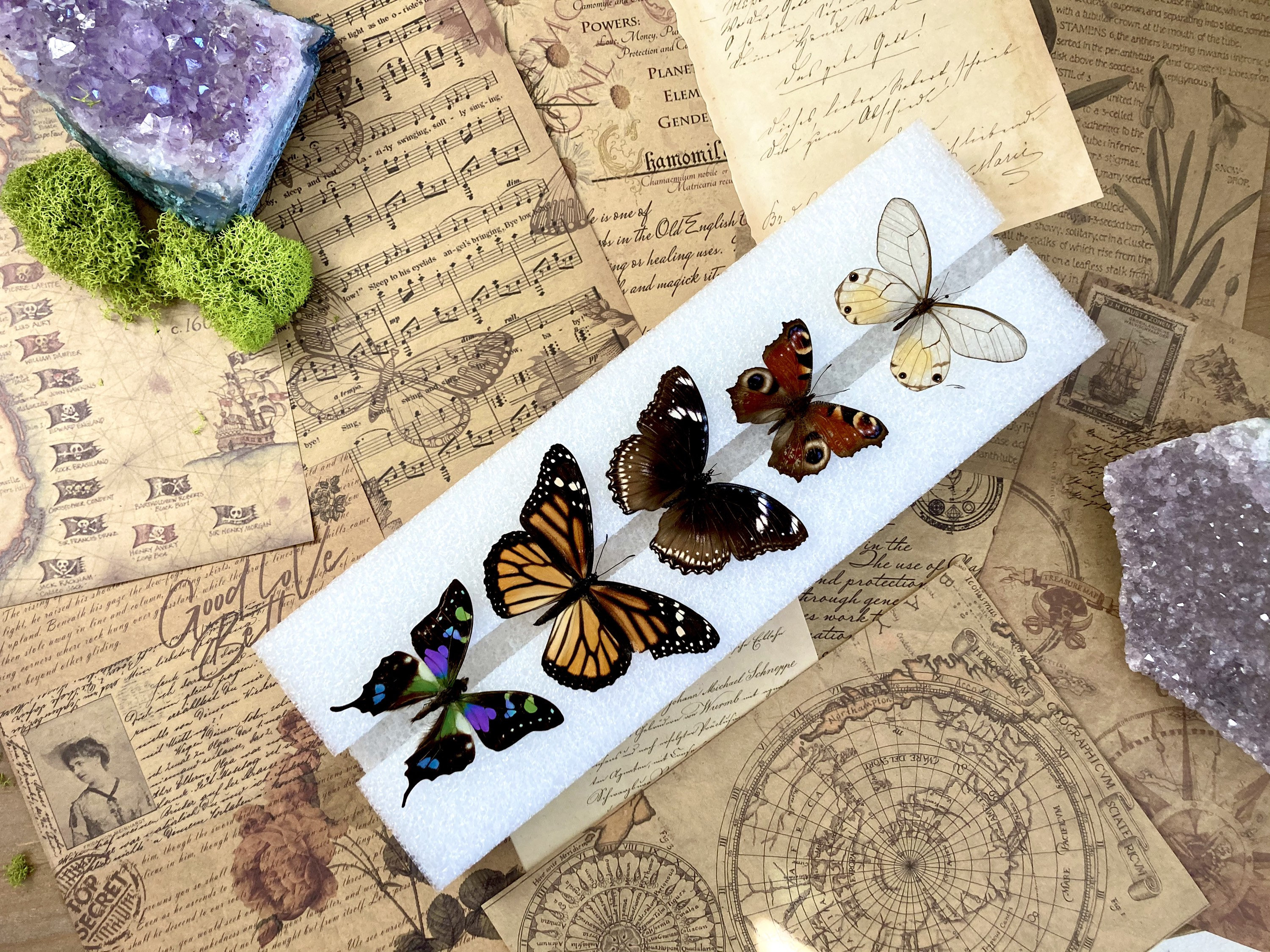 Butterfly Mounting Spreading Board Insect Pinning Board Etsy