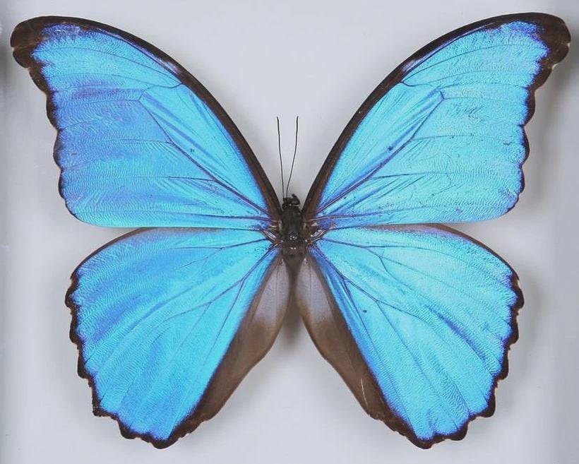 Morpho Didius, Blue Morpho, Real Butterflies, Peru, Giant Blue