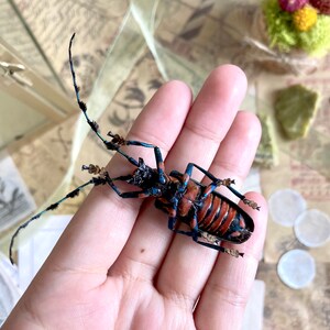 May include: A longhorn beetle with a striking pattern of red and black stripes on its back, accented by blue and black legs and antennae. The insect is held in a hand, showcasing its intricate details and natural beauty.