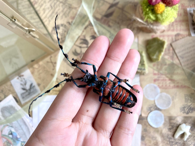 May include: A longhorn beetle with a striking pattern of red and black stripes on its back, accented by blue and black legs and antennae. The insect is held in a hand, showcasing its intricate details and natural beauty.