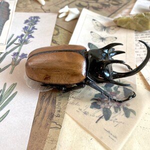 May include: A large, brown and black beetle with long, sharp horns. The beetle is sitting on a piece of paper with a floral design.