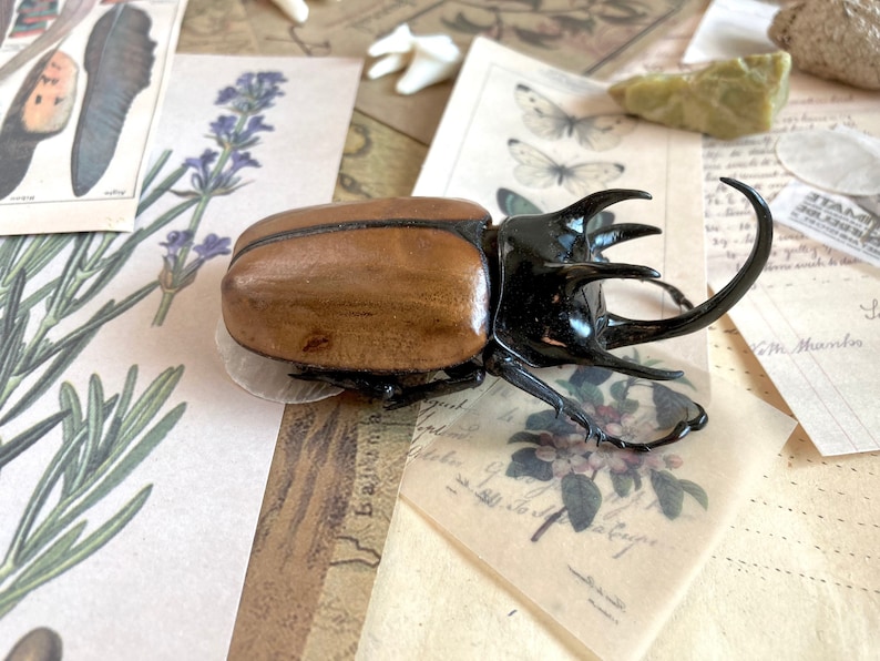 May include: A large, brown and black beetle with long, sharp horns. The beetle is sitting on a piece of paper with a floral design.