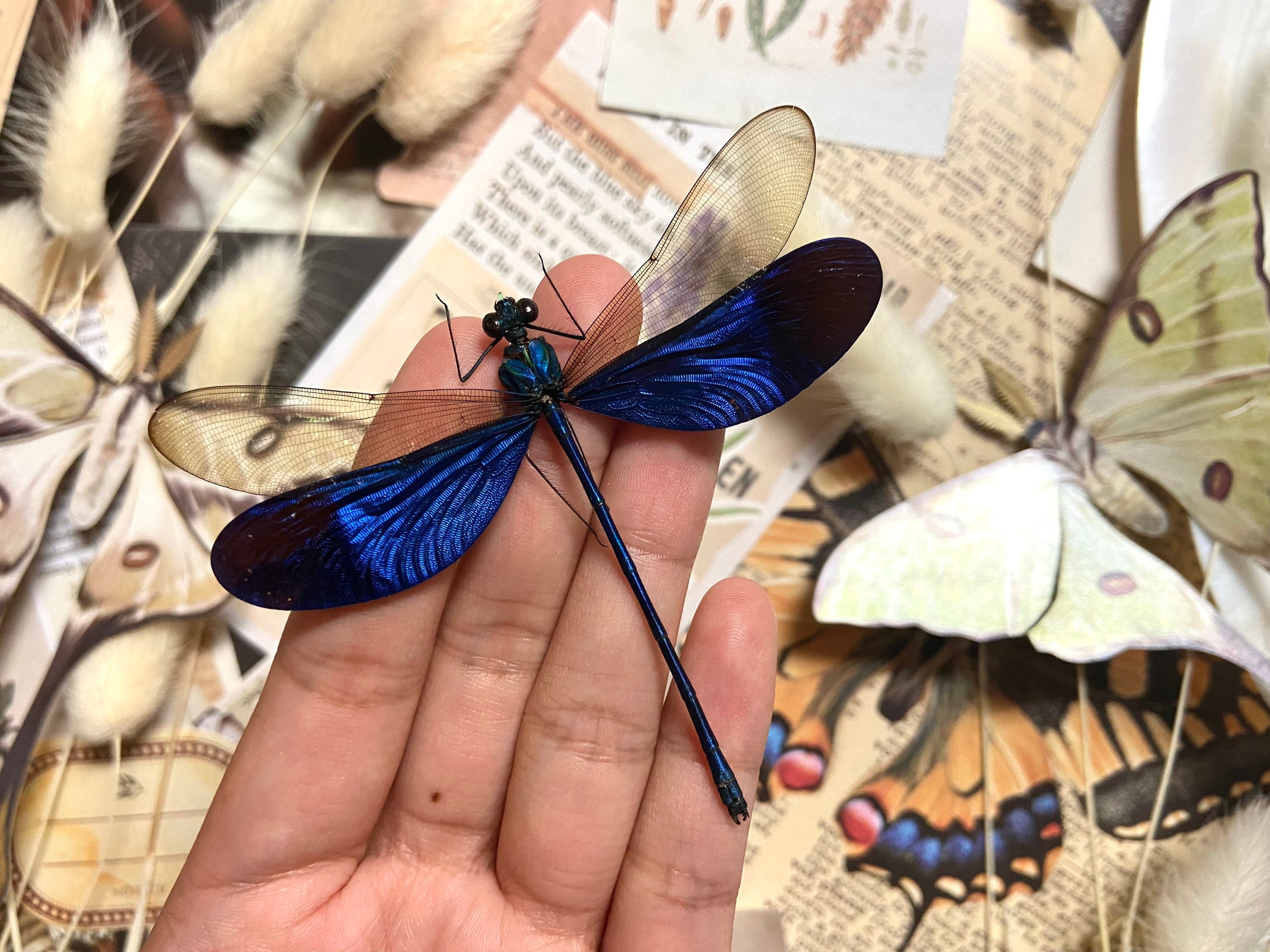 昆虫 Insect Ladybird dragonfly bee 10点 579 昆虫 Insect Ladybird dragonfly bee 10点 579 - メルカリ