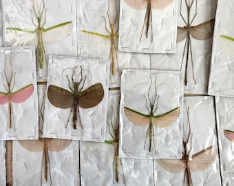 1 Mixed Spread Stick Insect, Random Selection, Entomology, Spread and Ready for your Projects