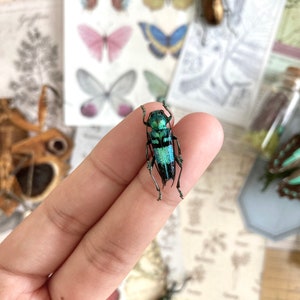 Pretty blue green Longhorned Beetle, Glenea celestis, Beetle, Entomology, real Insect, Blue beetle, Green beetle image 4