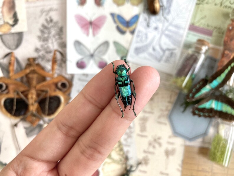 Pretty blue green Longhorned Beetle, Glenea celestis, Beetle, Entomology, real Insect, Blue beetle, Green beetle image 4