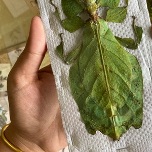 LARGEST of the world Phyllium giganteum, Real GIANT leaf insect, Entomology, Leaf bug, big leaf bug, spread leaf bug, real insect image 6