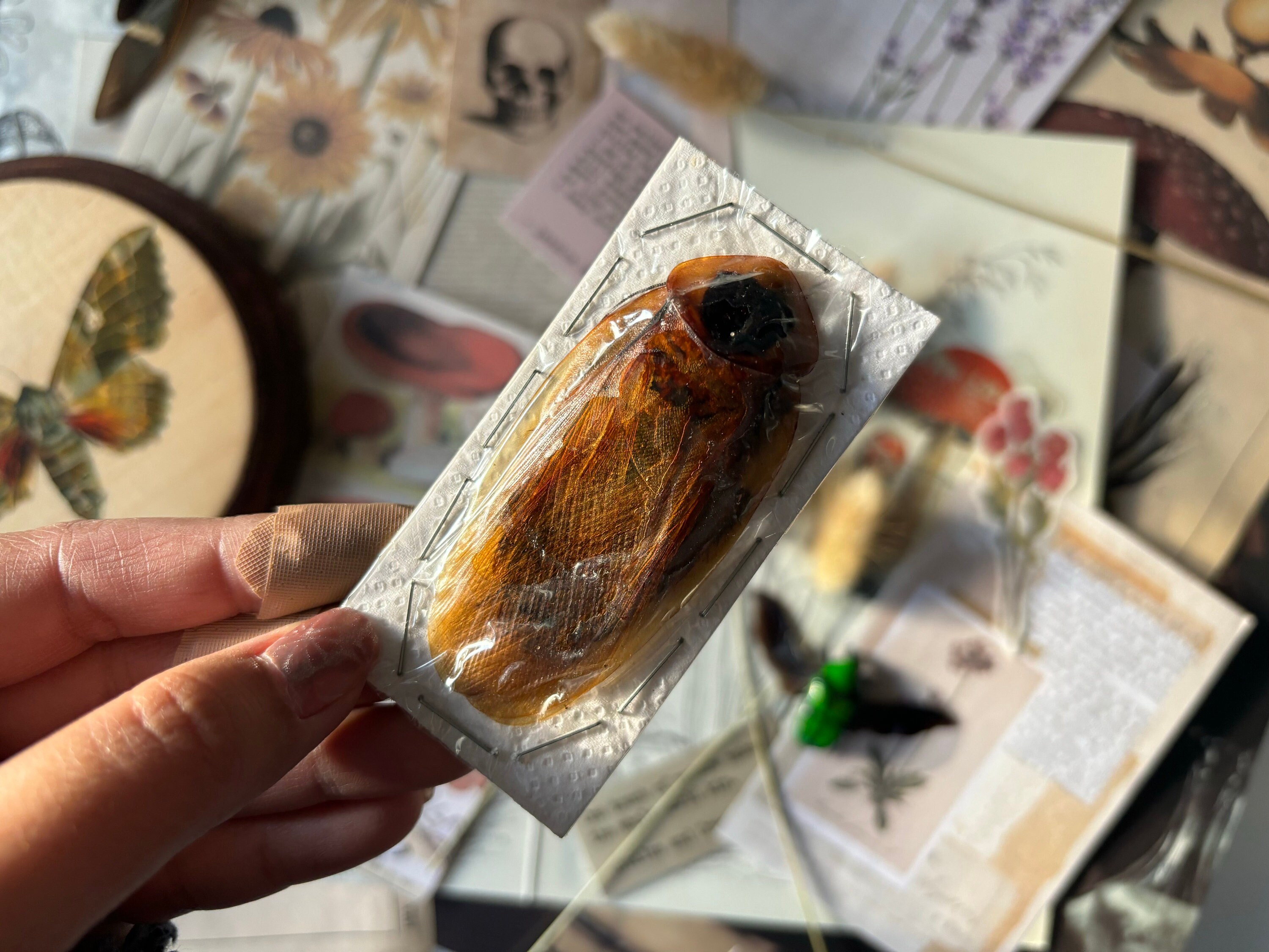 Giant Cave Cockroach, Brazilian Cockroach, Blaberus Giganteus ...
